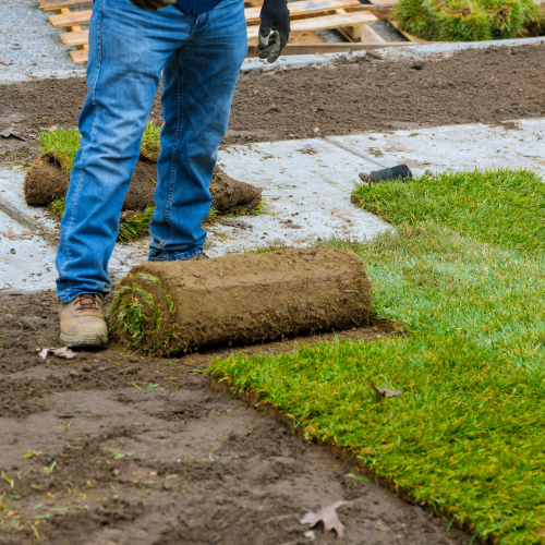 Kikuyu Sod - Instant Lawn Per Square Meter